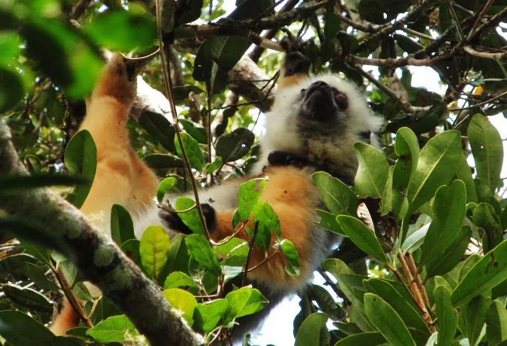 Biodiversités