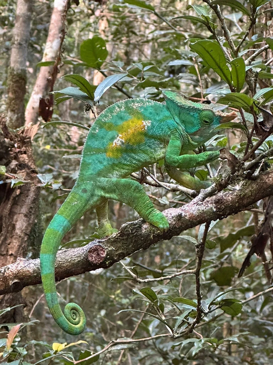 Biodiversités