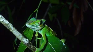 Explorez la vie nocturne mystérieuse d'Andasibe avec notre guide. Découvrez lémuriens, reptiles et amphibiens dans leur habitat naturel nocturne.