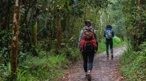 Découvrez quand visiter Andasibe pour une expérience optimale. Explorez les avantages et inconvénients des saisons des pluies et sèches, et planifiez votre aventure en fonction des périodes idéales pour observer la faune et la flore.